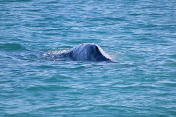 dolphin in the water