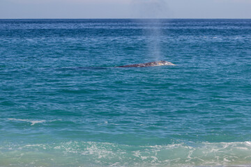 dolphin jumping into the sea