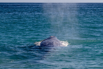 dolphin in the sea