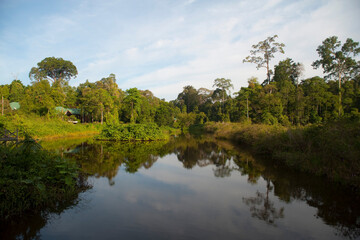 Fototapeta na wymiar Glimpses of Maliau Basin, Borneo