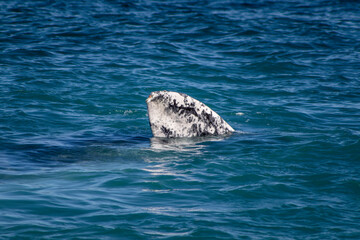 humpback tail