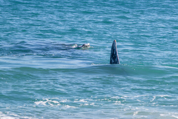 dolphins in the sea