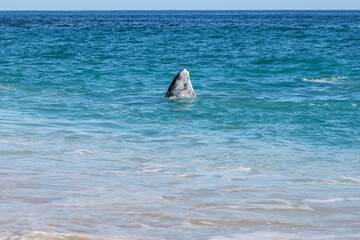 whale in the sea