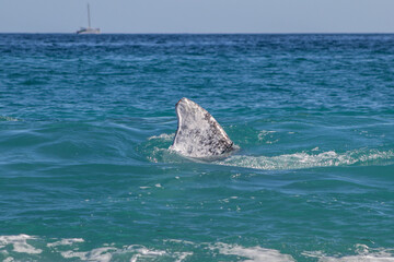 humpback tail