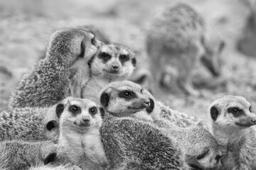 Closeup shot of a group of lemurs cuddling with each other in grayscale - Powered by Adobe