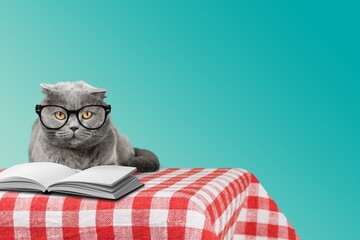 Funny cute small cat reading a book, education concept