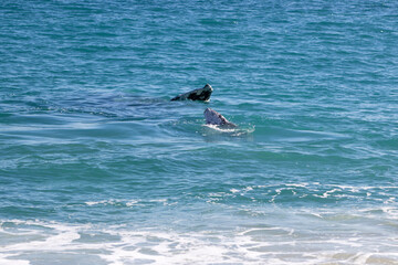 seagull in flight