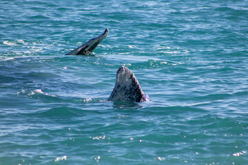 dolphin in the water