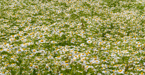 daisy flower meadow