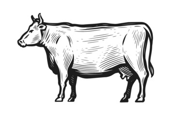 Hand-drawn sketch of cow isolated on white background. Side view. Animal husbandry vector illustration