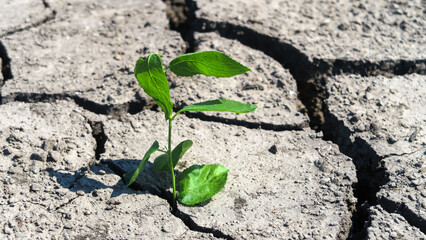 Cracked earth in a severe drought. The unbearable heat. A green sprout, a flower that has survived...