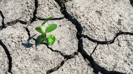 Cracked earth in a severe drought. The unbearable heat. A green sprout, a flower that has survived...