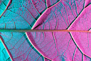 plant leaf close-up with purple backlight. Use as background
