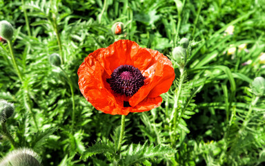 A large scarlet poppy flower on bright green juicy foliage.  