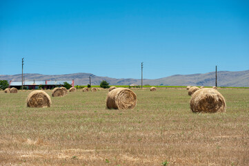 round grass bales in the field with saws in the background