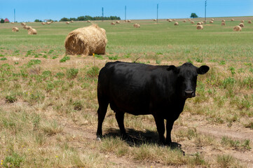 black cow in the field with bale of grass and alpha alpha and saws background