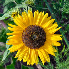 bright yellow sunflower and bumblebee collect pollen