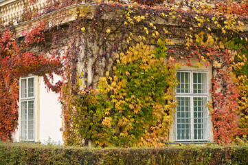 old house wall with rustic wooden windows and creeper in Vienna autumn season