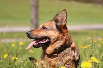 Portrait of a dog- Portrait von einem Hund