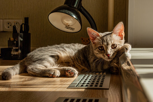 A kitten named Kus, the sister of a Little Black Panther!