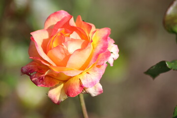 Guldemondplantsoen, large rosarium in Boskoop with close up of rose species Pullman Orient Express