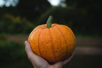 Fresh pumpkins just from the garden.