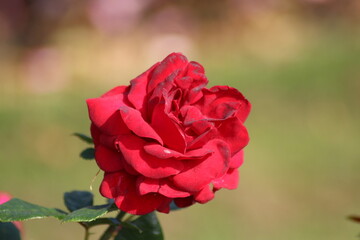Guldemondplantsoen, large rosarium in Boskoop with close up of rose species Jugendliebe