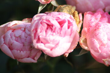 Guldemondplantsoen, large rosarium in Boskoop with close up of rose species Lena Renaissance