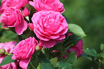 Guldemondplantsoen, large rosarium in Boskoop with close up of rose species Lena Renaissance