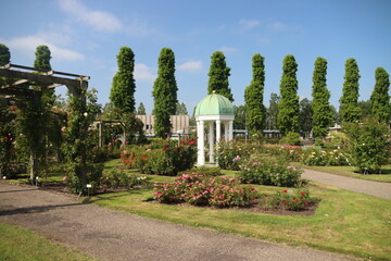 Fototapeta premium Guldemondplantsoen, special rosarium in Boskoop with small Chapel and 200+ species roses
