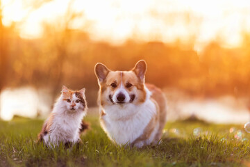  corgi dog and fluffy cat are sitting on a sunny summer day in a meadow