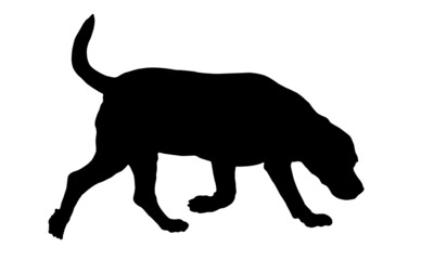 Black dog silhouette. Walking and snifiing english beagle puppy. Pet animals. Isolated on a white background.