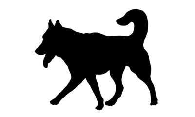 Walking siberian husky puppy. Black dog silhouette. Pet animals. Isolated on a white background.