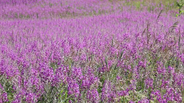 slow motion video with fireweed flowers field. fine meadow with blossoming pink flowers