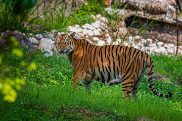 Angry Tiger looking at camera