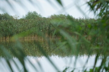 Schilfrohr, oder Schilf-Gras in einem Biotop, Phragmites australis