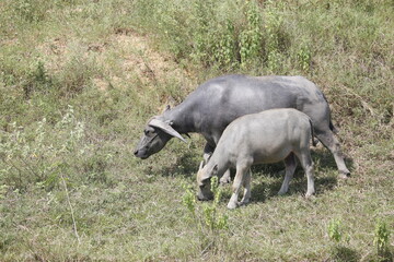 Buffalo farming in the countryside.