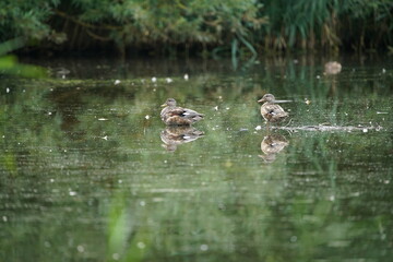 Schnatternten auf einem stillen See, Anatidae, Mareca strepera i nSpätsommer auf einem Teich mit Schilfrohr