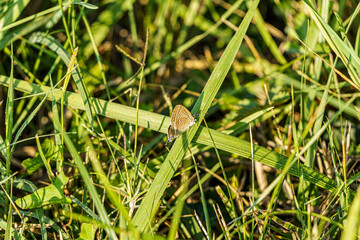 Papillon maron à oeil bleu
