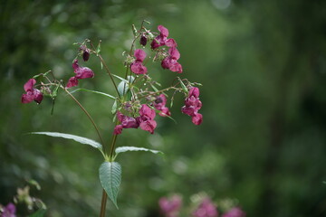 Obraz na płótnie Canvas Drüsiges Springkraut, auch Riesenspringkraut oder Indisches Springkraut genannt in voller Blüte, Impatiens glandulifera