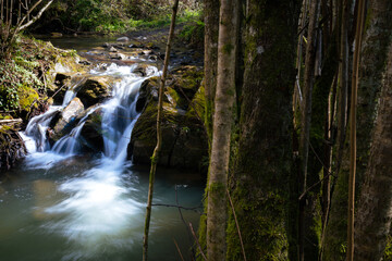 Fototapeta premium Waterfall in the woods of the Basque Country.