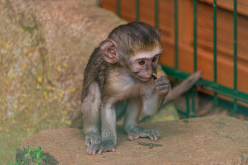 Young animal child of monkey playing near fence with seeds