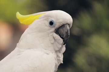 weisser Kakadu mit gelber Haube