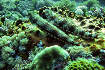 Fototapeta na wymiar Unknown fish in the filipino sea December 14, 2010