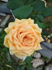 Beautiful delicate flower of light yellow color. Rose variety Kings Pride.