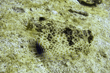 Oriental flying Gurnard (Dactyloptena Orientalis) in the filipino sea December 30, 2011