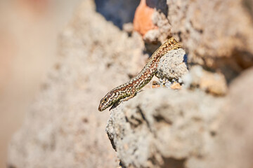 Common wall lizard sunbathing on a rock in the morning (Podarcis Muralis)	