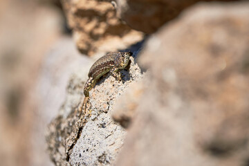 Common wall lizard sunbathing on a rock in the morning (Podarcis Muralis)	