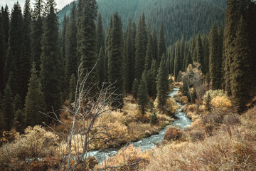 Mountain river in wild forest near Almaty