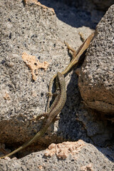Common wall lizard biting another lizard (Podarcis Muralis)	
